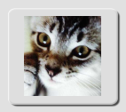 miau
