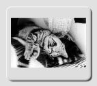 miau
